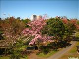 Luis Muñoz Marín Park - SAN JUAN